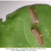 argynnis alexandra iran larva l1 b